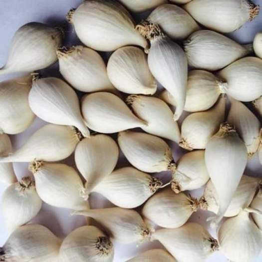 500Gr Tỏi Cô Đơn Lý Sơn/ Tỏi Một Tép Đặc Sản Lý Sơn Quảng Ngãi|Đặc Biệt Loại To