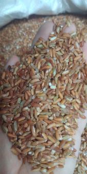 Gạo Lứt Đỏ Điện Biên