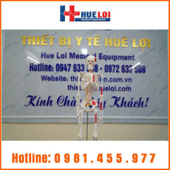 Mô hình giải phẫu hệ xương người 85cm