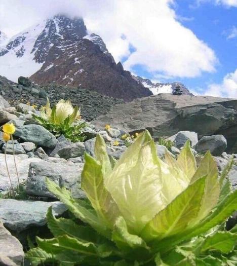 Thiên Sơn Tuyết Liên Hoa (Hoa Sen Tuyết)