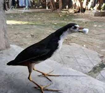 Quốc giả hiệu quả khi bẫy 2019 ( quốc nhồi bông cực đẹp như con thật, bảo hành 3 năm không hư )