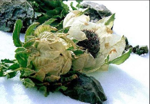 Thiên Sơn Tuyết Liên Hoa (Hoa Sen Tuyết)