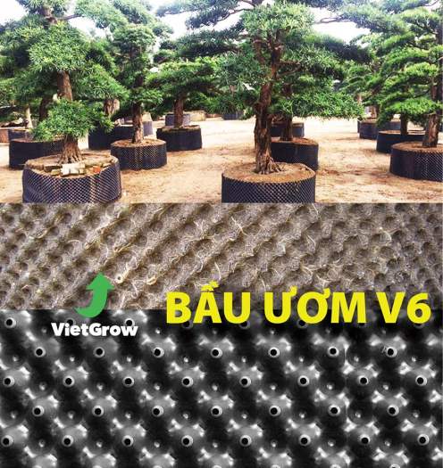 BẦU ƯƠM V6 ( CUỘN DÀI 50M ) - CAO 30CM - ĐỘ DẦY 0.6MM