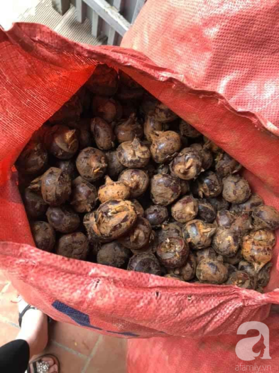 Củ Mã thầy - Củ năng siêu ngon ngọt