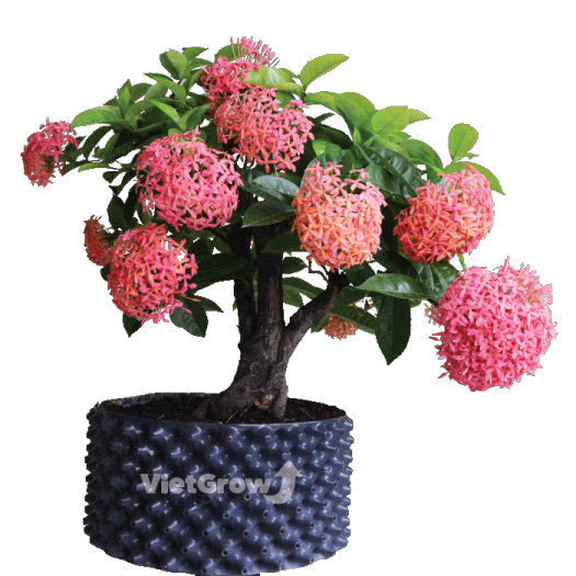 BẦU ƯƠM V6 ( CUỘN DÀI 50M ) - CAO 30CM - ĐỘ DẦY 0.6MM