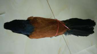 Bìm bịp giả hiệu quả khi bẫy ( bịp nhồi bông cực đẹp như con thật, bảo hành 3 năm không hư )