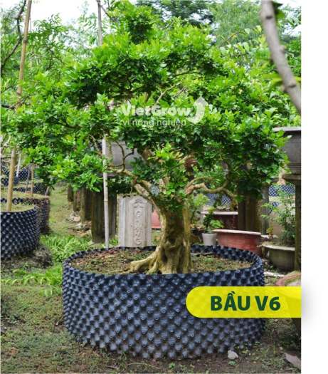 BẦU ƯƠM V6 ( CUỘN DÀI 50M ) - CAO 30CM - ĐỘ DẦY 0.6MM