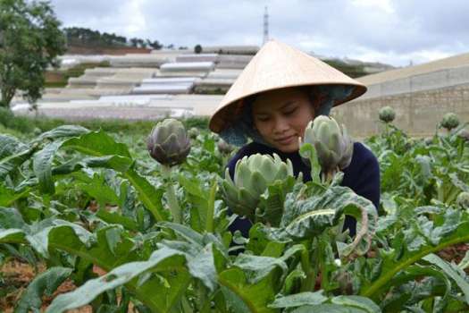 Cao Atiso nước cao cấp Thanh Uyên - hộp 10 tuýp 10ml