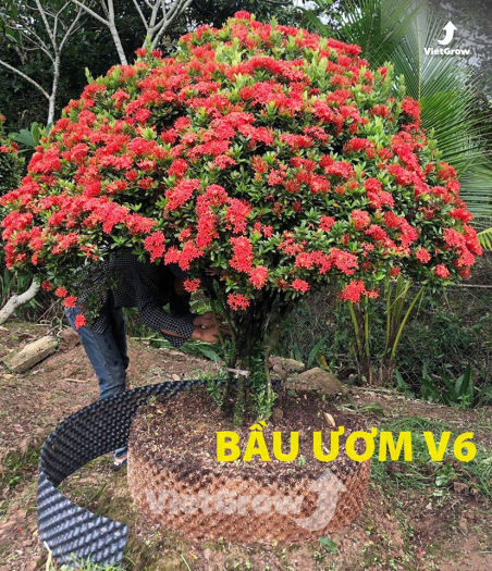 BẦU ƯƠM V6 ( CUỘN DÀI 50M ) - CAO 30CM - ĐỘ DẦY 0.6MM