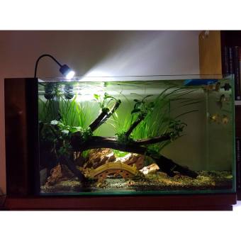 Đèn rọi bể biotop  & Bể thủy sinh - Đèn màu trắng 5W