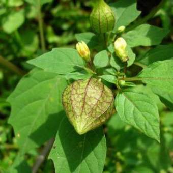 Cây thù lù phơi khô 1 ký