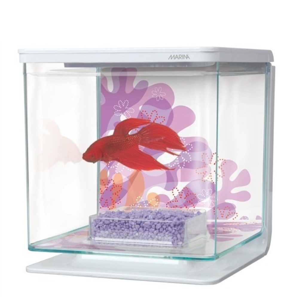 Little Live Pets Lil Dippers Fish Tank Interactive Toy Fish Tank MagicAlly  Comes Alive In Water, Feed And SWims Like A Real Fish, Easiest Live Food  For Fish